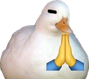 duck_pray Discord emoji