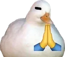 duck_pray