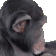 apeJam