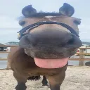 sillayhorse