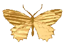 Golden_butterfly