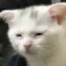 SadMeow SadMeow