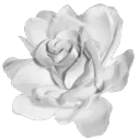 white_rose