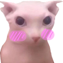 :catbingusblush: