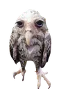 fentowl