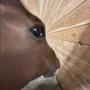 horssideeye