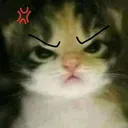 cat_angry