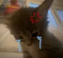 cat_angry_sad