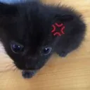 cat_mad