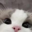 cat_stare