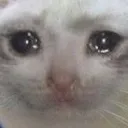 cat_cry