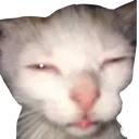 cat_blya cat_blya