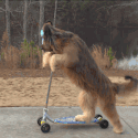 doggo_zoomin animated GIF emoji from The Lumberyard™