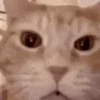 catlaugh