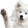 dog_henlo