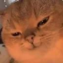 evilcat