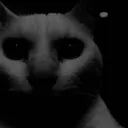 gatodespair