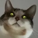cat_glowing_eyes