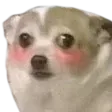 DogBlush