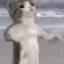 catFight