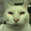canny_zooted