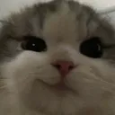 cat_smirk