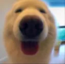 sillydogbleh