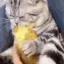 catPOTATO