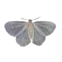 w_moth
