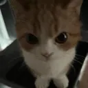 AngryCat AngryCat