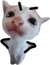 cat_uwotm8