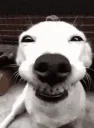 goodboy
