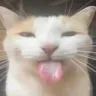 bleh