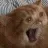 cat_devastated