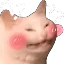 CatWadafaq