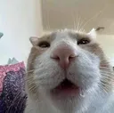 wut
