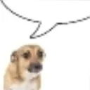 doggo