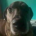 Livedogreaction