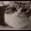 CatYawnExplotano CatYawnExplotano