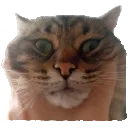 squish