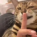 catt