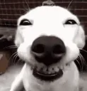 DogGrin