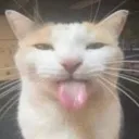 blehcat