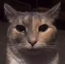 catstare
