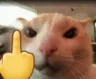8161catmiddlefinger