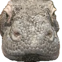 snoot
