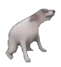 dogdance