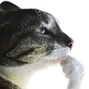 curiositycat