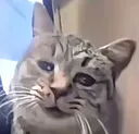 dying_cat dying_cat