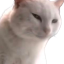 :catu_sus: